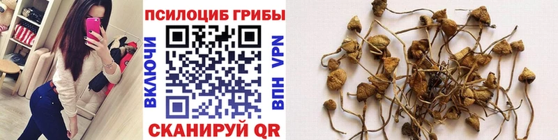 Галлюциногенные грибы Psilocybine cubensis  Североморск 